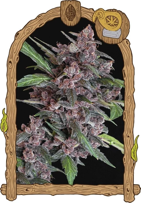 Exotic-Seeds-Black-Lemon-Autoflowering-Feminized-Cannabis-Seeds-Annibale-Seedshop