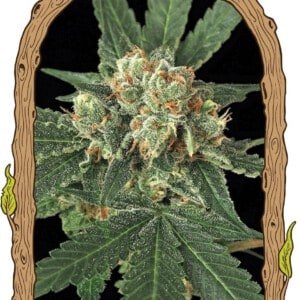 Exotic-Seeds-Blue-Monkey-Feminized-Cannabis-Seeds-Annibale-Seedshop