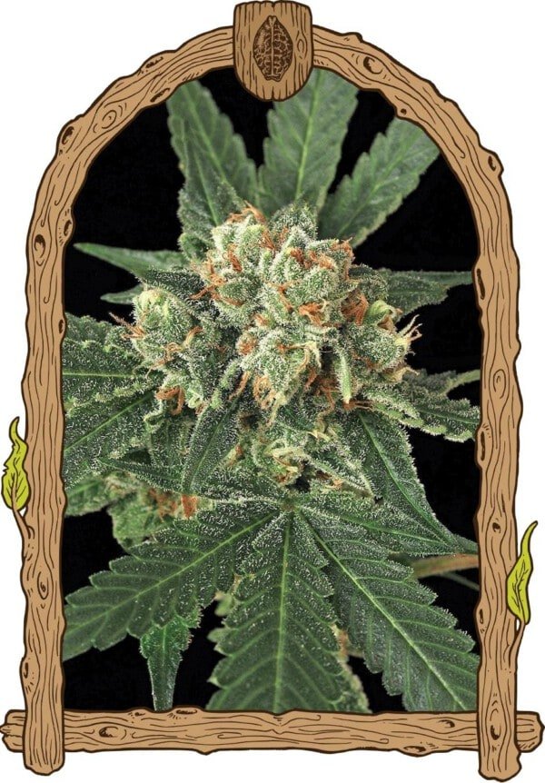 Exotic-Seeds-Blue-Monkey-Feminized-Cannabis-Seeds-Annibale-Seedshop