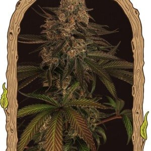 Exotic-Seeds-Exotic-Colours-Feminized-Cannabis-Seeds-Annibale-Seedshop