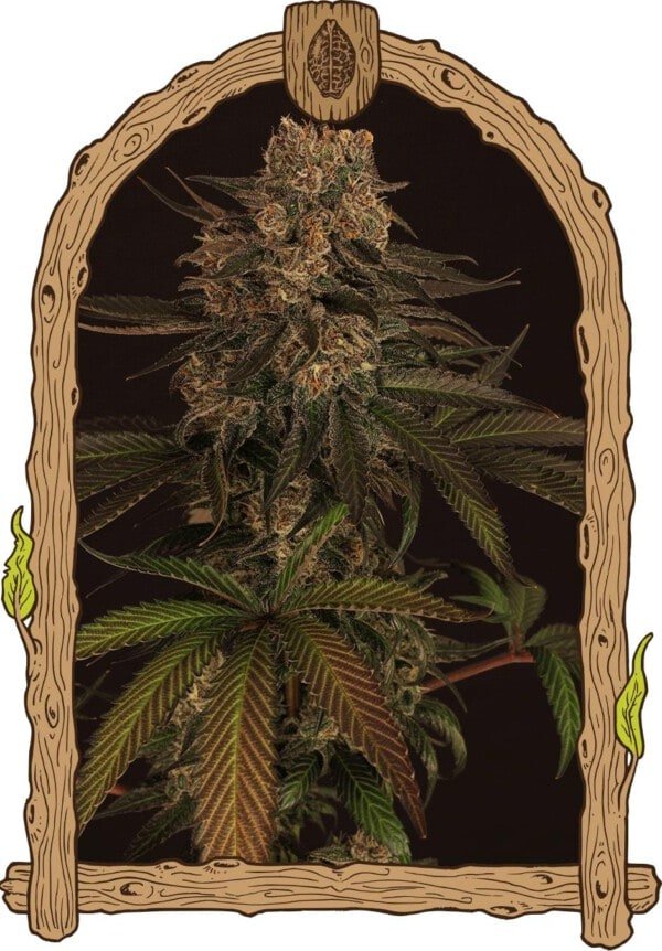 Exotic-Seeds-Exotic-Colours-Feminized-Cannabis-Seeds-Annibale-Seedshop