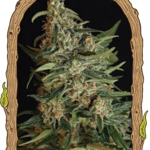 Exotic-Seeds-Green-Gummy-Feminized-Cannabis-Seeds-Annibale-Seedshop