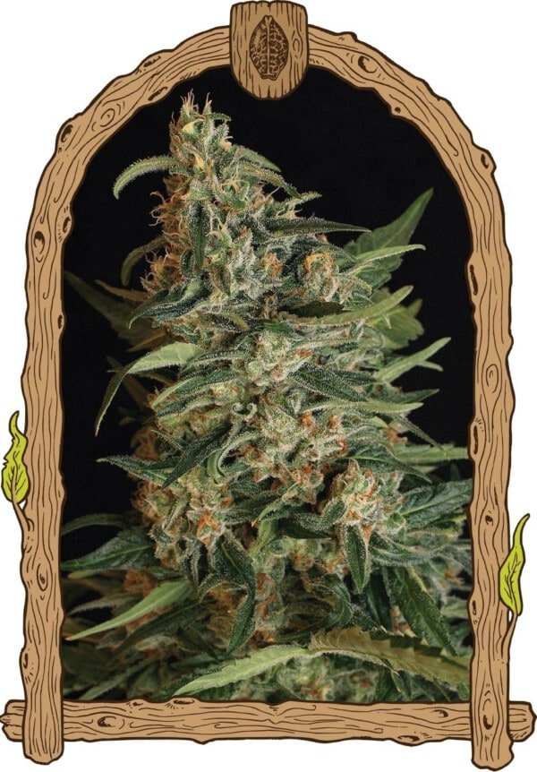 Exotic-Seeds-Green-Gummy-Feminized-Cannabis-Seeds-Annibale-Seedshop