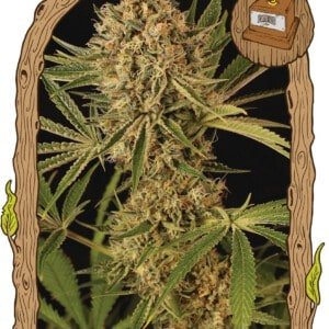 Exotic-Seeds-Herz-OG-Feminized-Cannabis-Seeds-Annibale-Seedshop