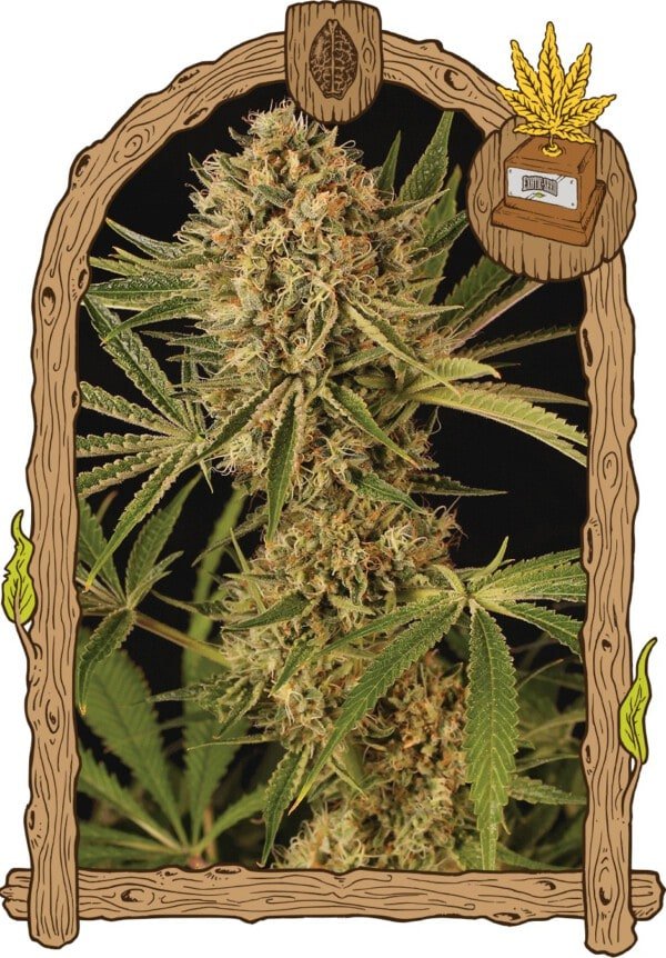 Exotic-Seeds-Herz-OG-Feminized-Cannabis-Seeds-Annibale-Seedshop