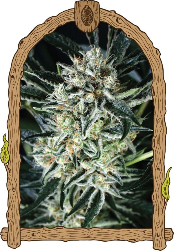 Exotic-Seeds-Jelly-Bananen-Feminized-Cannabis-Seeds-Annibale-Seedshop