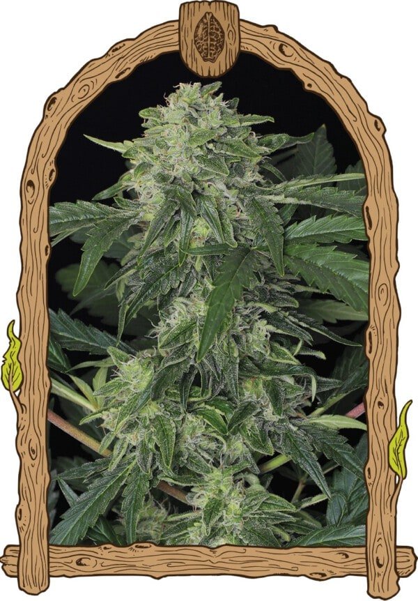 Exotic-Seeds-Jungle-Fever-Feminized-Cannabis-Seeds-Annibale-Seedshop