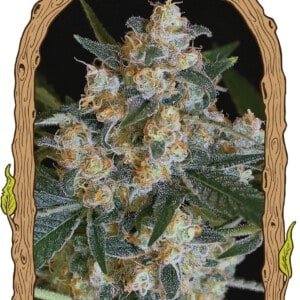 Exotic-Seeds-Lemon-Candy-Feminized-Cannabis-Seeds-Annibale-Seedshop