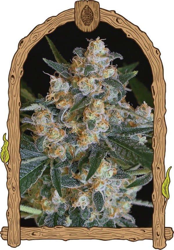 Exotic-Seeds-Lemon-Candy-Feminized-Cannabis-Seeds-Annibale-Seedshop