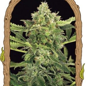 Exotic-Seeds-Mango-Cream-Autoflowering-Cannabis-Seeds-Annibale-Seedshop