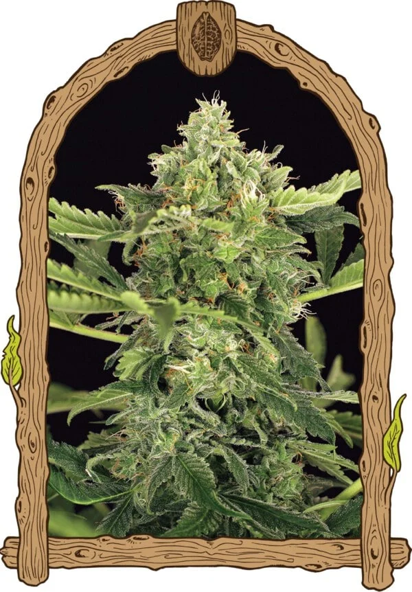 Exotic-Seeds-Mango-Cream-Autoflowering-Cannabis-Seeds-Annibale-Seedshop