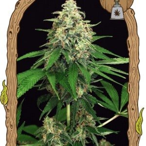 Exotic-Seeds-Mango-Cream-Feminized-Cannabis-Seeds-Annibale-Seedshop