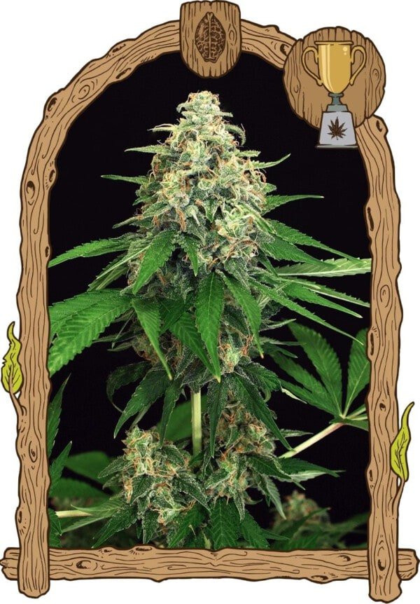 Exotic-Seeds-Mango-Cream-Feminized-Cannabis-Seeds-Annibale-Seedshop