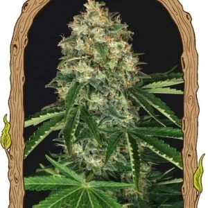 Exotic-Seeds-Mango-Cream-Regolar-Cannabis-Seeds-Annibale-Seedshop