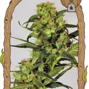 Exotic-Seeds-Spicy-Bitch-Feminized-Cannabis-Seeds-Annibale-Seedshop