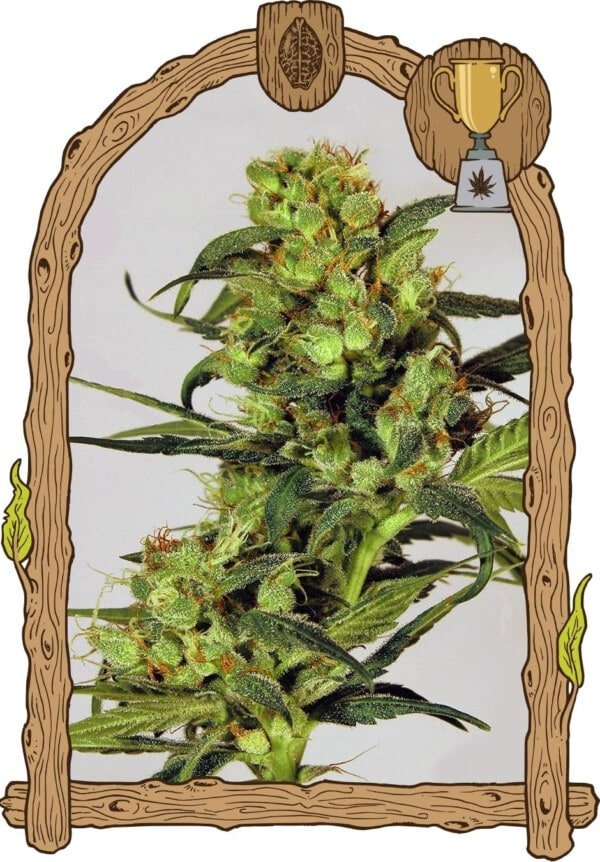 Exotic-Seeds-Spicy-Bitch-Feminized-Cannabis-Seeds-Annibale-Seedshop
