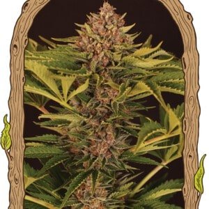 Exotic-Seeds-Strawberry-Cola-Autoflowering-Cannabis-Seeds-Annibale-Seedshop