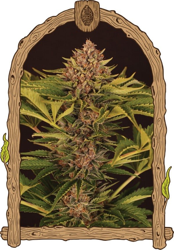 Exotic-Seeds-Strawberry-Cola-Autoflowering-Cannabis-Seeds-Annibale-Seedshop