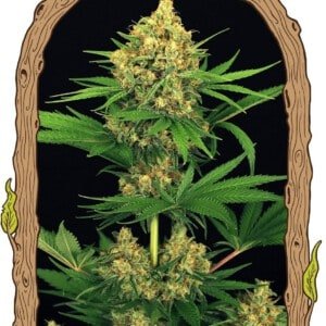 Exotic-Seeds-Tangerine-Kush-Feminized-Cannabis-Seeds-Annibale-Seedshop