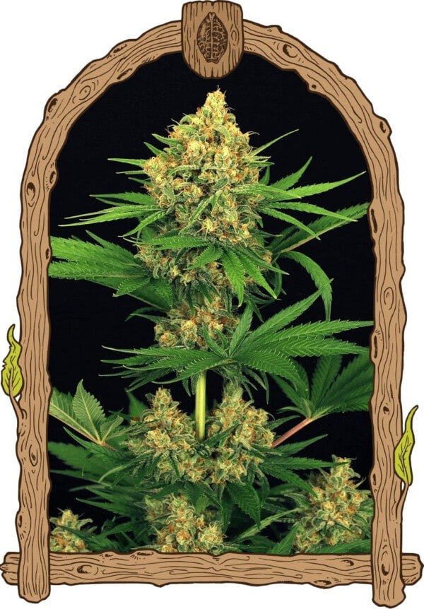 Exotic-Seeds-Tangerine-Kush-Feminized-Cannabis-Seeds-Annibale-Seedshop