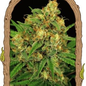 Exotic-Seeds-Tangerine-Kush-Regolar-Cannabis-Seeds-Annibale-Seedshop