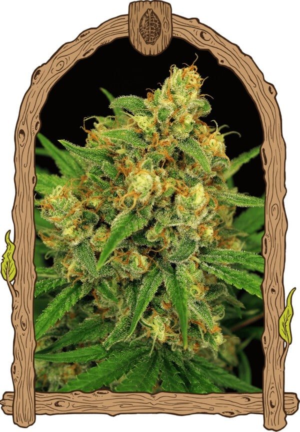 Exotic-Seeds-Tangerine-Kush-Regolar-Cannabis-Seeds-Annibale-Seedshop