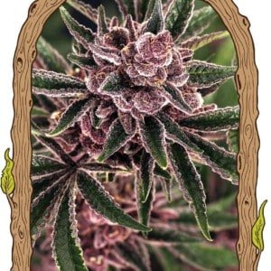 Exotic-Seeds-Tropical-Fuel-Feminized-Cannabis-Seeds-Annibale-Seedshop