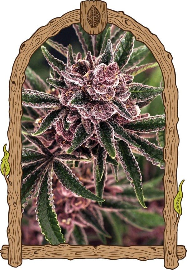 Exotic-Seeds-Tropical-Fuel-Feminized-Cannabis-Seeds-Annibale-Seedshop