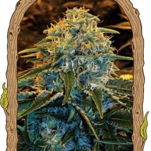 Exotic-Seeds-Z-Z-Feminized-Cannabis-Seeds-Annibale-Seedshop