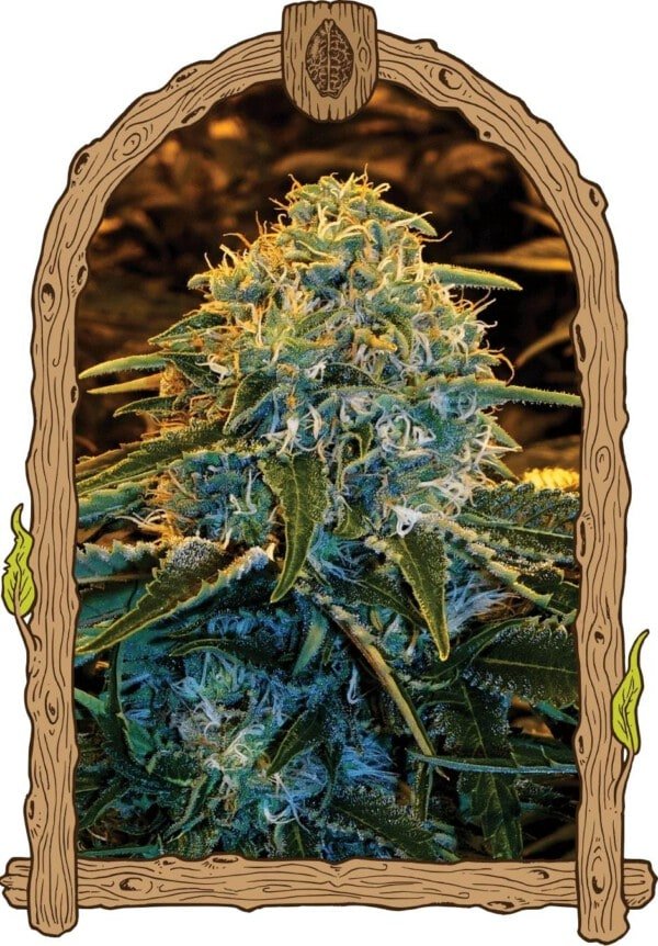 Exotic-Seeds-Z-Z-Feminized-Cannabis-Seeds-Annibale-Seedshop