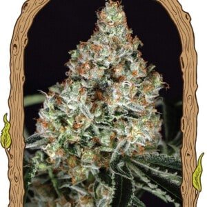 Exotic-Seeds-Zkittalicious-Feminized-Cannabis-Seeds-Annibale-Seedshop