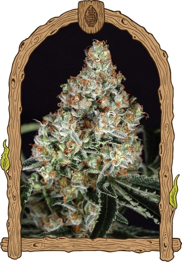 Exotic-Seeds-Zkittalicious-Feminized-Cannabis-Seeds-Annibale-Seedshop