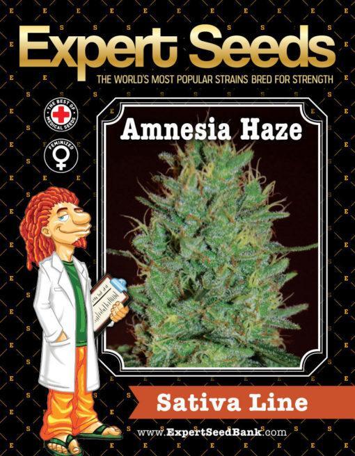 Expert-Seeds-Amnesia-Haze-Feminized-Cannabis-Seeds-Annibale-Seedshop-1
