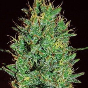 Expert-Seeds-Amnesia-Haze-Feminized-Cannabis-Seeds-Annibale-Seedshop
