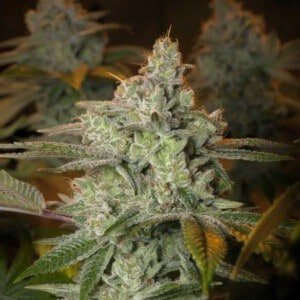 Expert-Seeds-Blueberry-Glue-Glueberry-Feminized-Cannabis-Seeds-Annibale-Seedshop