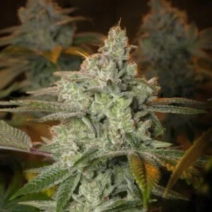 Expert-Seeds-Blueberry-Glue-Glueberry-Feminized-Cannabis-Seeds-Annibale-Seedshop