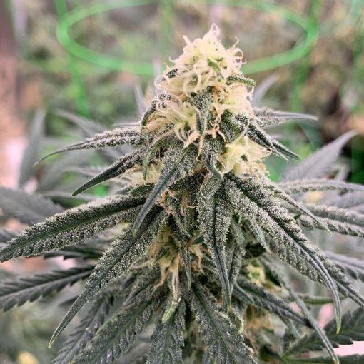Expert-Seeds-Chemdog-Gorilla-Feminized-Cannabis-Seeds-Annibale-Seedshop-1