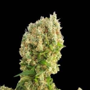 Expert-Seeds-Chemdog-Gorilla-Feminized-Cannabis-Seeds-Annibale-Seedshop