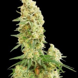 Expert-Seeds-Gorilla-Banana-Feminized-Cannabis-Seeds-Annibale-Seedshop