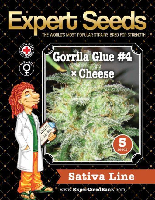 Expert-Seeds-Gorilla-Cheese-Feminized-Cannabis-Seeds-Annibale-Seedshop-1