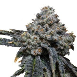 Expert-Seeds-Gorilla-Cheese-Feminized-Cannabis-Seeds-Annibale-Seedshop