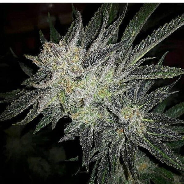 Expert-Seeds-Gorilla-White-Widow-Feminized-Cannabis-Seeds-Annibale-Seedshop