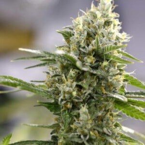 Expert-Seeds-Lemon-Haze-Autoflowering-Feminized-Cannabis-Seeds-Annibale-Seedshop