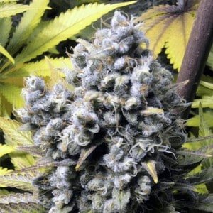 French-Touch-Seeds-Frencheese-Feminized-Cannabis-Seeds-Annibale-Seedshop-1