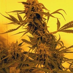 French-Touch-Seeds-Guillotine-Autoflowering-Feminized-Cannabis-Seeds-Annibale-Seedshop