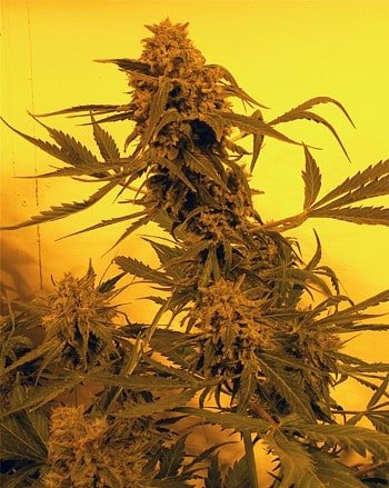 French-Touch-Seeds-Guillotine-Autoflowering-Feminized-Cannabis-Seeds-Annibale-Seedshop