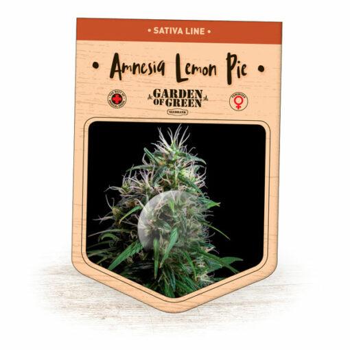 Garden-Of-Green-Amnesia-Lemon-Pie-Feminized-Cannabis-Seeds-Annibale-Seedshop
