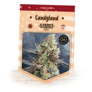 Garden-Of-Green-Candyland-Feminized-Cannabis-Seeds-Annibale-Seedshop