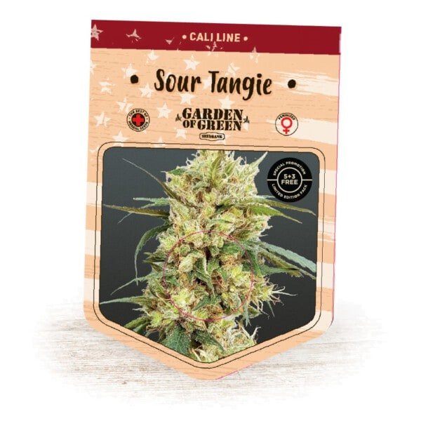 Garden-Of-Green-Sour-Tangie-Feminized-Cannabis-Seeds-Annibale-Seedshop