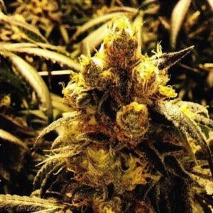 Grand-Daddy-Purple-Grandaddy-Purple-Bay-Dream-Regolar-Cannabis-Seeds-Annibale-Seedshop